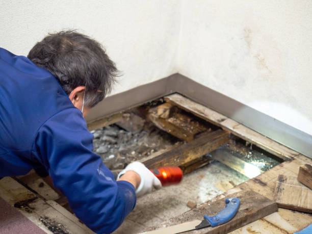 Las Vegas, NM Mold Removal Company