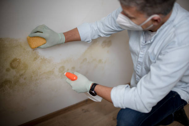 Best Professional Mold Removal  in Las Vegas, NM