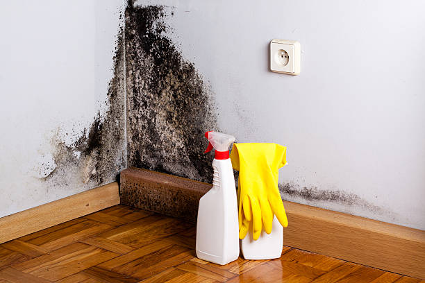 Best Crawl Space Mold Removal  in Las Vegas, NM