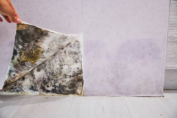 Best Certified Mold Removal  in Las Vegas, NM